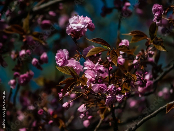 Obraz OLYMPUS DIGITAL CAMERA