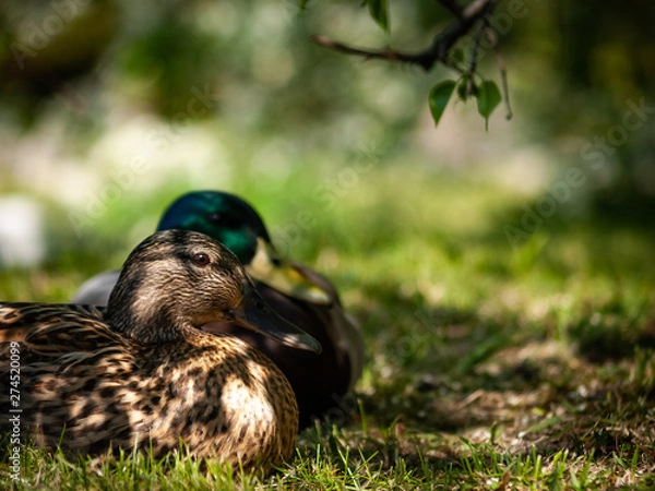 Obraz OLYMPUS DIGITAL CAMERA