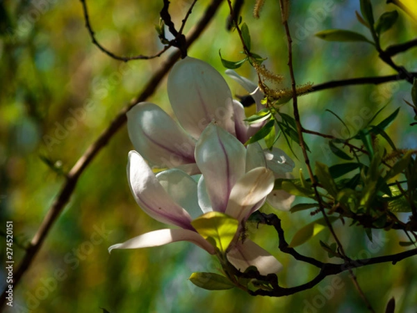 Obraz OLYMPUS DIGITAL CAMERA