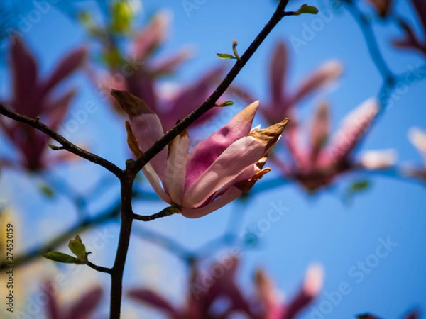 Obraz OLYMPUS DIGITAL CAMERA