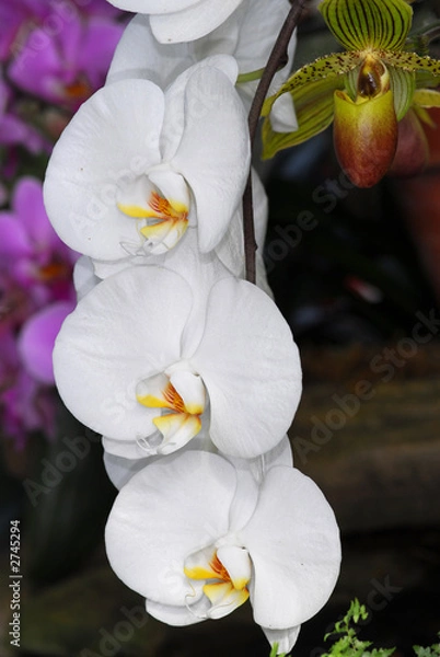Obraz orchids