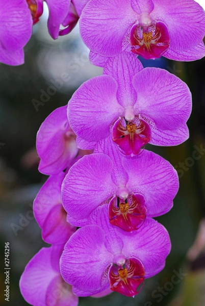 Obraz orchids