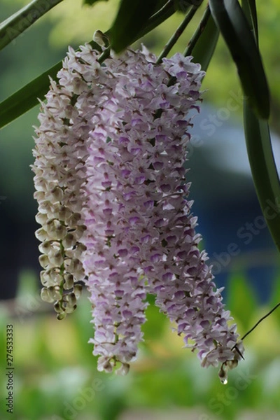 Obraz bee on flower