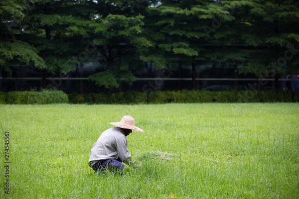 Fototapeta garden Worker is clearing weeds in landscape lawn background