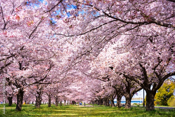 Fototapeta 満開の桜のトンネル