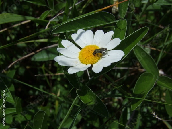 Obraz bee on a flower