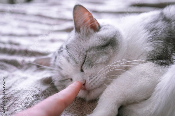 Fototapeta the owner gently touches the sleeping cat by the nose. Beautiful British cat sleeps in bed curled up. pet comfortably in a homely atmosphere. white cat with gray stripes.