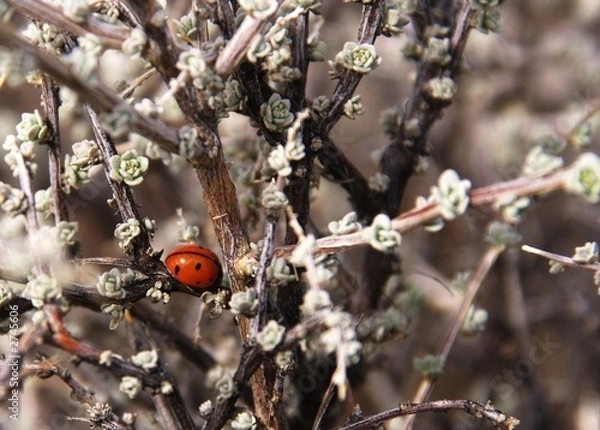Obraz ladybug in white