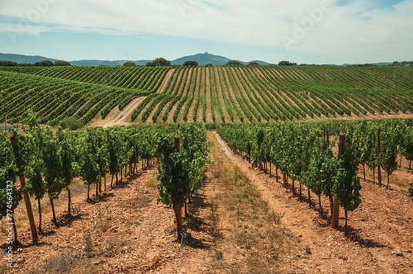 Fototapeta Parallel vines going up the hill in a vineyard near Estremoz