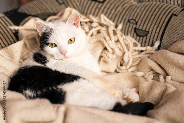 Obraz black and white cat