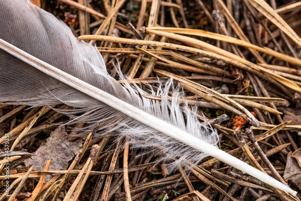 Fototapeta Close-up of single feather on a forest floor