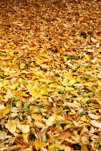 Obraz Autunno