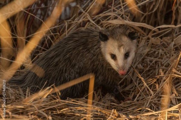 Obraz Opossum