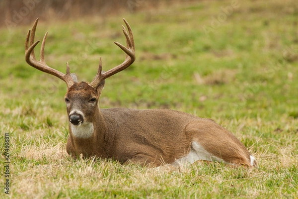 Obraz Whitetail Deer