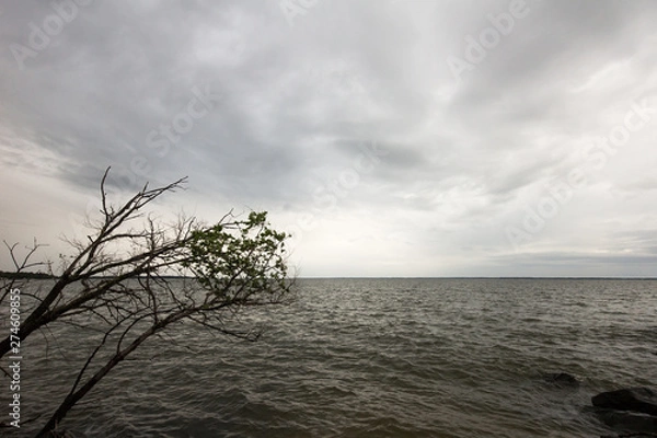 Obraz Storm clouds over the Potomac River with a tree in the foreground.  Leonardtown, MD, USA.