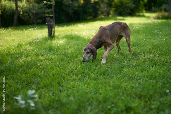 Fototapeta two hounds play in a meadow