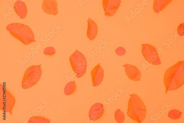 Obraz Spring background nature concept leaf plant,  greenery.