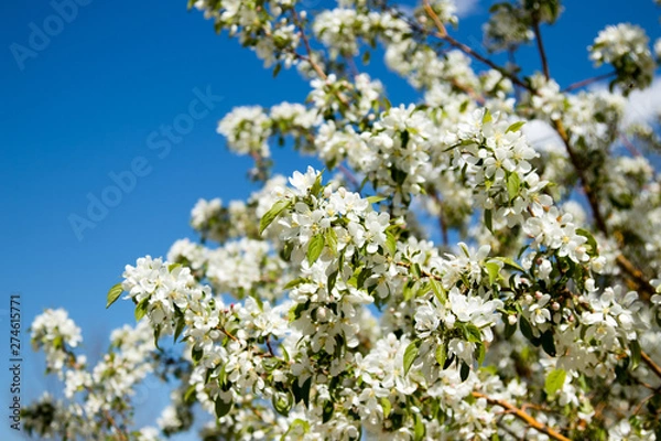 Fototapeta Crab apple tree in bloom colorado
