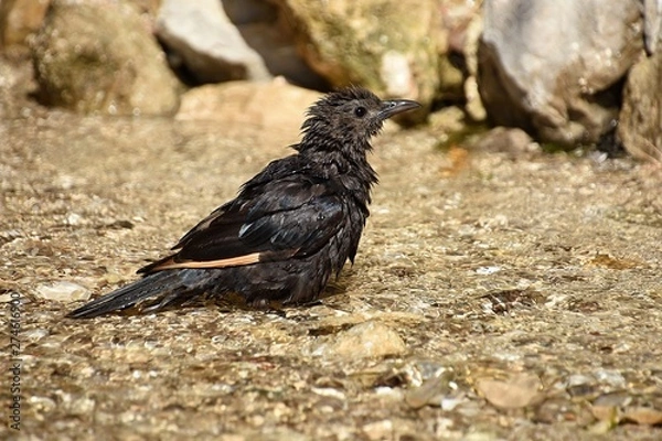 Obraz Tristram's starling