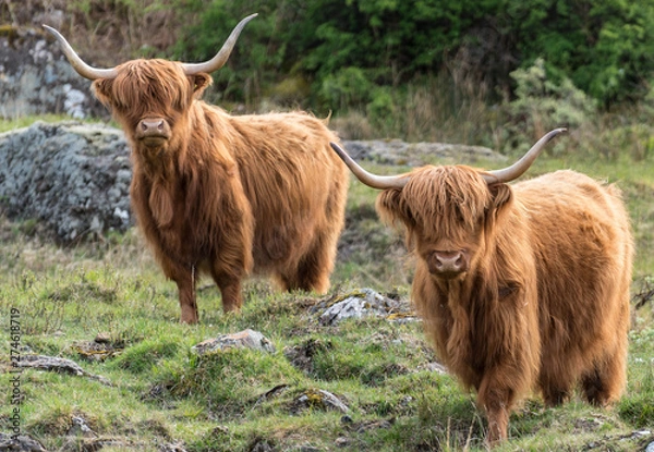 Obraz highland cows