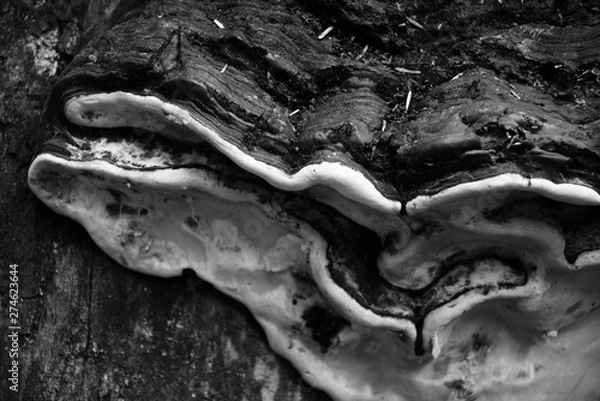 Obraz Tree mushrooms closeup