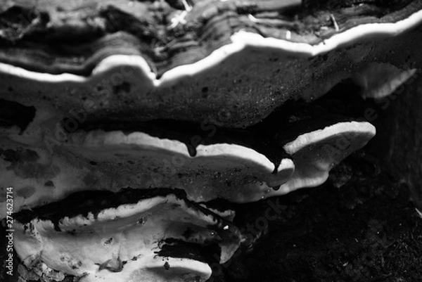 Obraz Tree mushrooms closeup