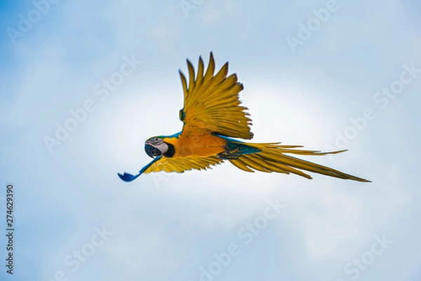 Obraz Parrots in the sky