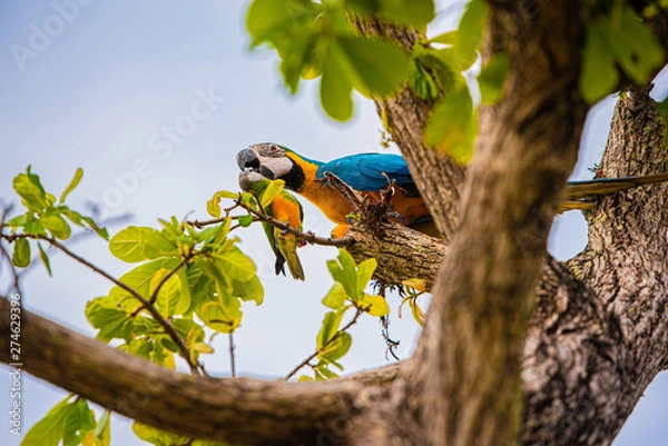 Obraz Parrots in the sky