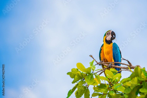 Obraz Parrots in the sky