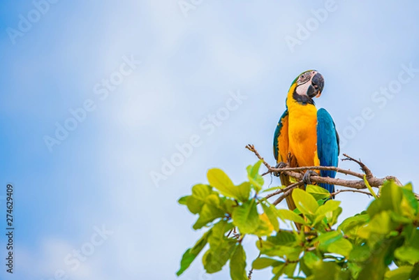 Obraz Parrots in the sky