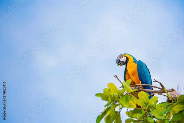 Obraz Parrots in the sky