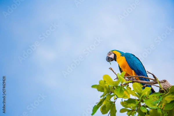 Obraz Parrots in the sky