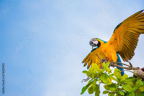 Obraz Parrots in the sky