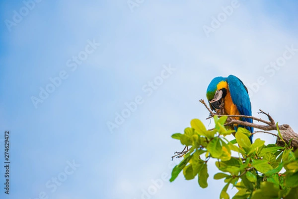 Obraz Parrots in the sky