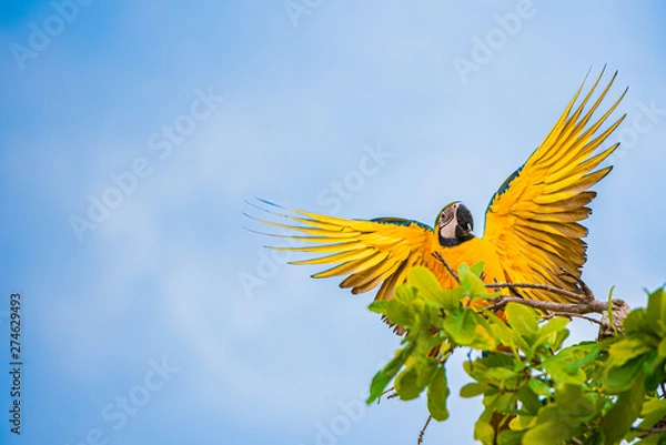 Obraz Parrots in the sky