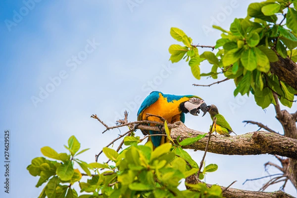 Obraz Parrots in the sky