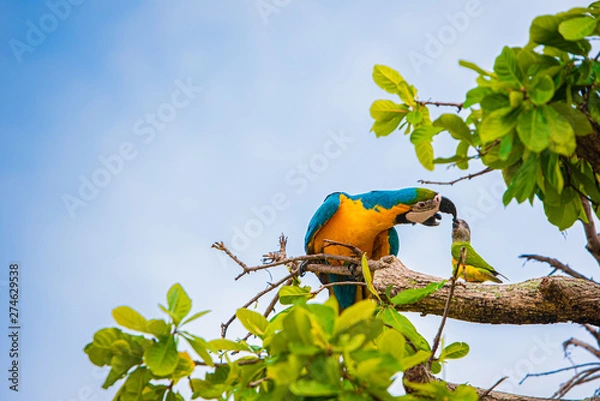 Obraz Parrots in the sky