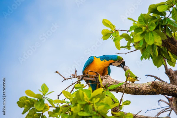 Obraz Parrots in the sky