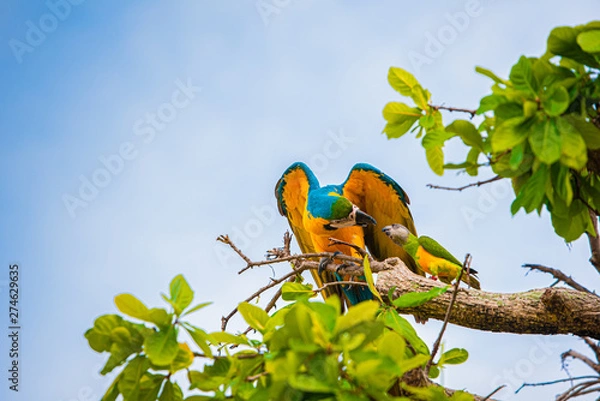 Obraz Parrots in the sky