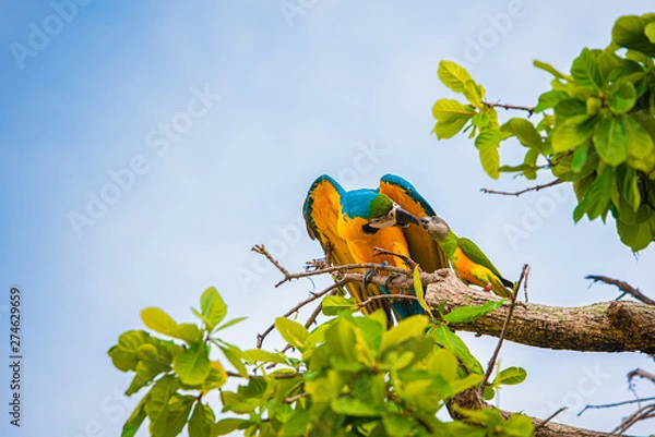 Obraz Parrots in the sky