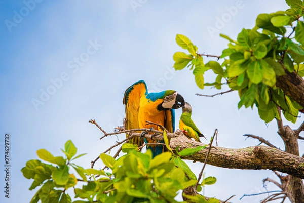 Obraz Parrots in the sky