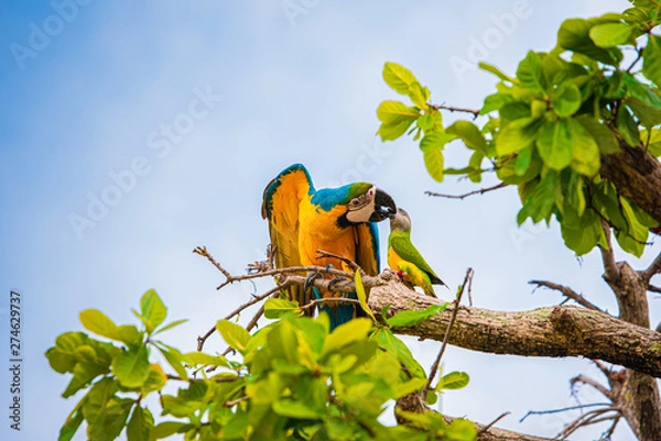 Obraz Parrots in the sky