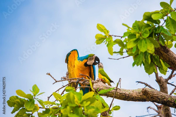 Obraz Parrots in the sky