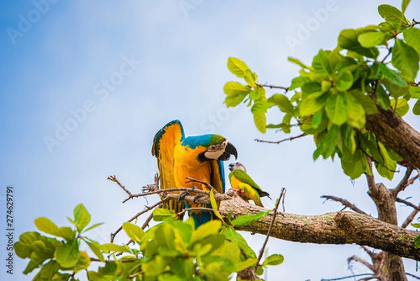 Obraz Parrots in the sky