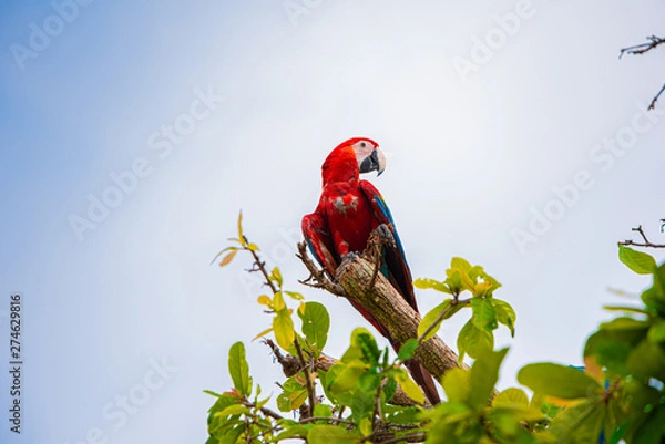 Obraz Parrots in the sky