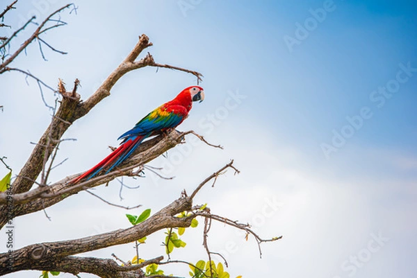 Obraz Parrots in the sky