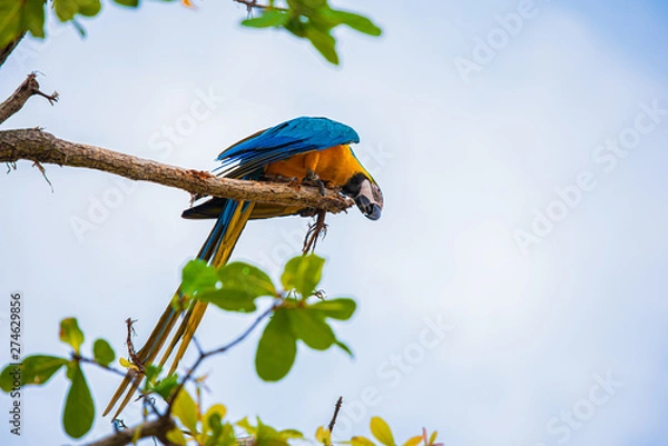 Obraz Parrots in the sky