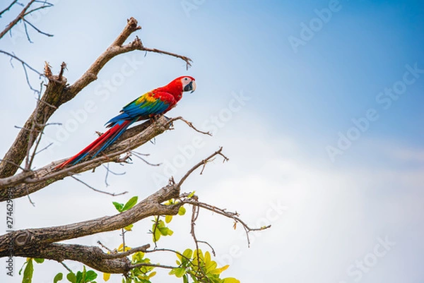 Obraz Parrots in the sky