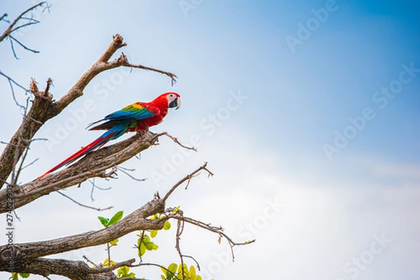 Obraz Parrots in the sky