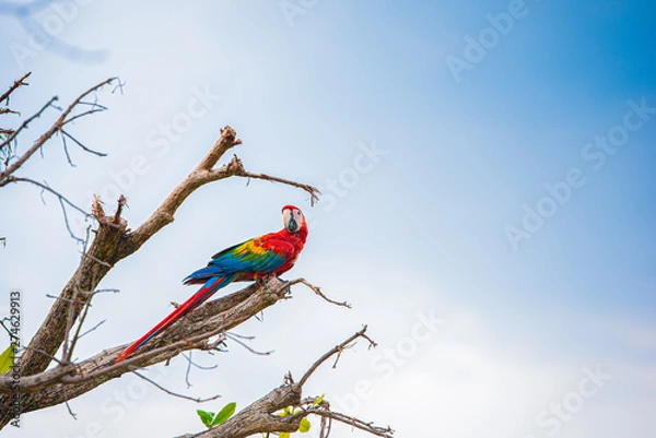 Obraz Parrots in the sky